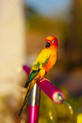 sun conure (aratinga solstitialis)parrot free flying bird standing on a perch.