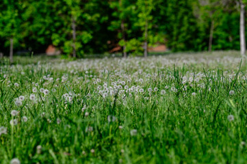 green grass in the garden