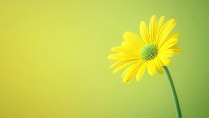 Single vibrant yellow flower against a soft gradient of green and yellow.  Detailed close-up of petals and center