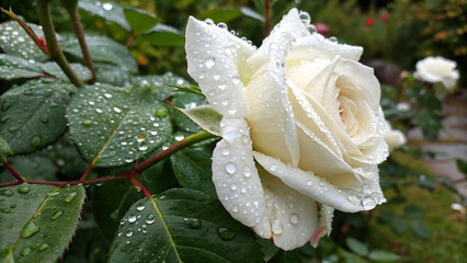 Wonderful white rose flower blooming on bush in the sunset garden