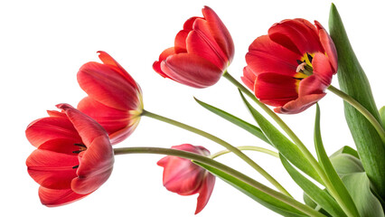 Fototapeta premium Vibrant Red Tulips Blooming with Green Stems in Studio Light