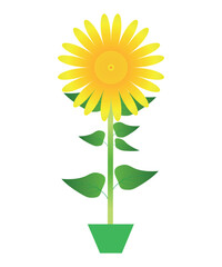 Sunflower in Pot Vector Illustration Isolated on White Background