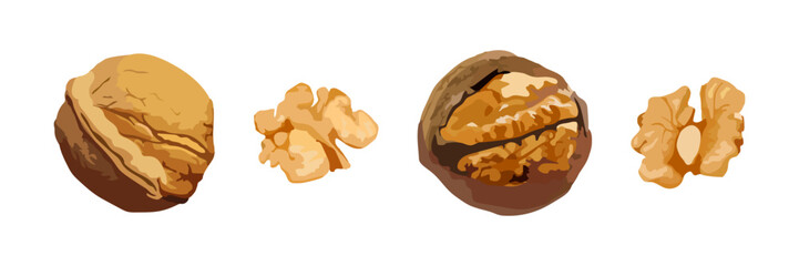 Realistic vector set of whole walnuts and separated walnut kernels, ideal for food packaging, nutrition, or healthy eating concepts