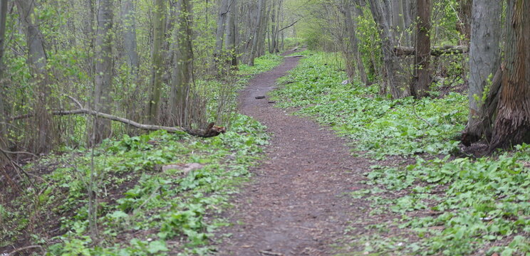 Dirt track in the morning spring forest
