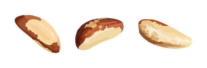 Three detailed Brazil nuts shown in various angles, perfect for nutrition, health food, or packaging designs and educational content
