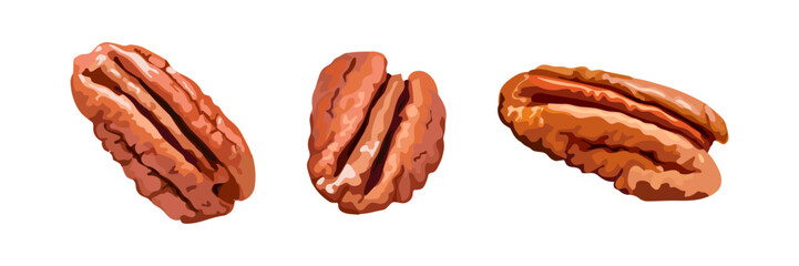 Three detailed realistic pecan nuts in different angles, perfect for food packaging, nutrition content, healthy snacks, or culinary design uses. Vector illustration