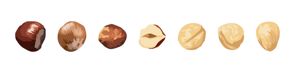 Vector illustration showing hazelnuts in different forms, including raw, roasted, shelled, and halved, isolated on white background