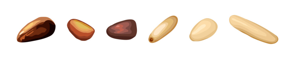 Vector illustration showing pine nuts in various stages including raw, shelled, roasted, and peeled, isolated on a white background