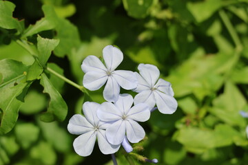 Light blue flowers - Cape Leadwort/Cape Plumbago flowers (Plumbago auriculata) blooming under the bright sunlight.