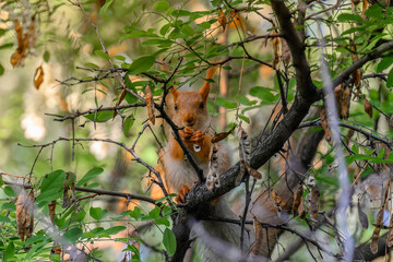 A little squirrel is sitting on a tree branch with its paws wrapped around it. 
