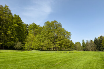 peaceful wide empty lush green forest meadow with fresh manicured lawn and tall under clear blue sky. natural rich green