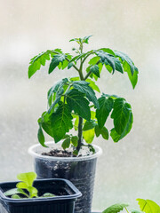 Tomato seedlings close up in pot