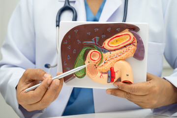 Liver with gallbladder, pancreas spleen and duodenum, Asian doctor holding human anatomy model for...