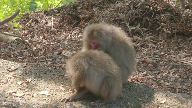 Handheld shot of two Yakushima macaques grooming each other on the edge of a quiet road. The intimate moment captures the gentle, social behavior of wild primates in Japan&rsquo;s subtropical forest.