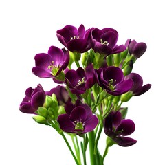 A cluster of dark purple flowers with green stems is isolated on a white background