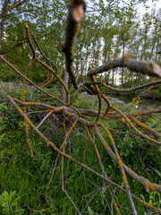 A branch of a tree that has fallen over in the grass