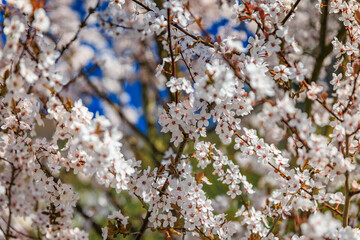 Delicate clusters of white cherry blossoms with a subtle hint of pink blooming on a branch, a springtime setting in Zurich surroundings Switzerland