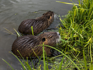 A couple of beavers are swimming in the water