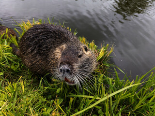 A beaver eating grass by the water with its mouth open