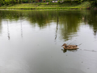 A duck swimming in a pond in a park
