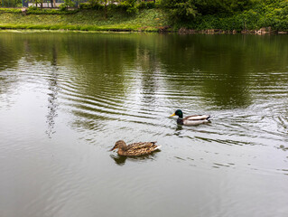 A couple of ducks floating on top of a lake