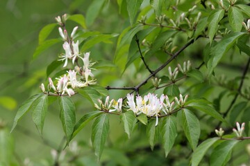 Blooming honeysuckle flowers in the park on a blurred background
