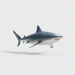Fototapeta premium Graceful White Bull Shark Isolated on White Background