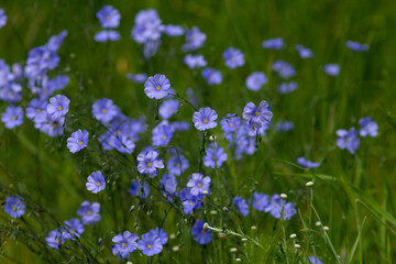 Blue Linum flowers on a meadow on a dark, blurred background
