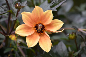 Stunning Bee in the Center of an Orange Dahlia