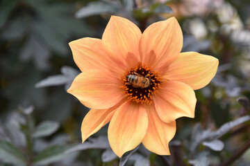 Bee in the Center of an Orange Dahlia