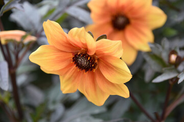 Fantastic Close Up of an Orange Dahlia