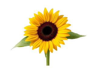 Obraz premium Single Sunflower with Green Leaves on Black Background on transparent background