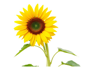 Obraz premium Single Sunflower with Stem and Leaves on Transparent Background