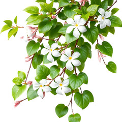 White Flowers and Green Leaves Branch on Transparent Background