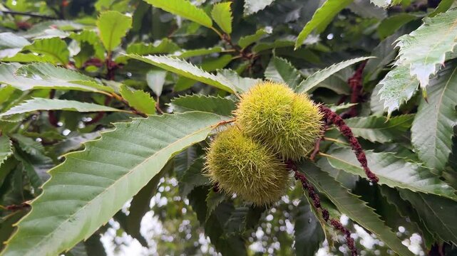 Fresh, green chestnuts branch with sharp thorns on the chestnuts tree at nature