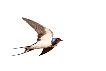 barn swallow in flight, isolated on white background © drakuliren
