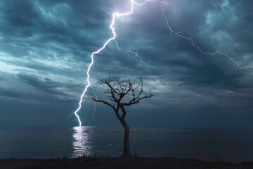 dry tree on hilltop overlooking ocean