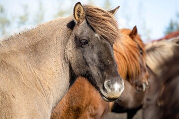 Obraz premium Icelandic horse with thick fur stands calmly among others in a sunny open natural setting