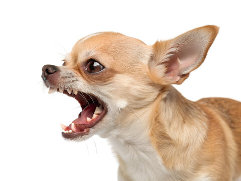 Close-up Portrait of an Aggressive Chihuahua Isolated on transparent background cutout, PNG file, Cutout file