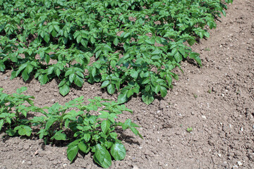 Plants de pommes de terre dans le jardin