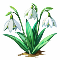 Watercolor realistic Beautiful Snowdrop flowers vector illustration on white background