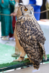 Eurasian eagle-owl (Bubo bubo) in captivity