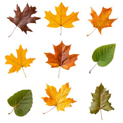 Autumn leaves in various colors and shapes create vibrant display of nature beauty, showcasing diversity and seasonal change
