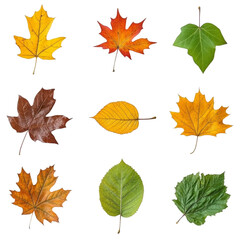 Fototapeta premium Autumn leaves various colors and shapes create vibrant display of nature beauty. collection includes yellow, red