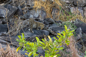 leopard looking for prey in African savanna botswana  (Panthera pardus)
