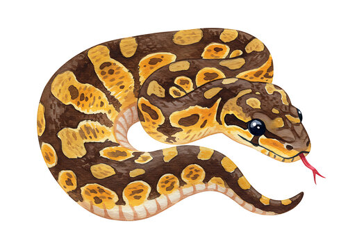 Watercolor Illustration of a Beautiful Ball Python isolated on white background.