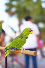 White-fronted amazon parrot free flying bird standing on a perch.