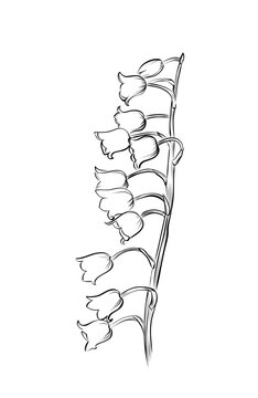 Lily of the valley flower stem isolated vector