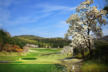 아름답게 핀 목련꽃과 골프장.
