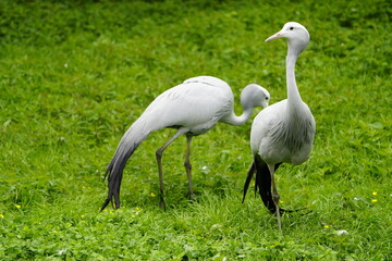 The paradise crane (Anthropoides paradisea, syn.: Grus paradisea) is a species of bird in the crane...